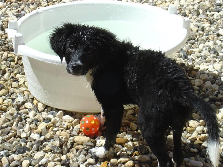 Blanding af racer Nuga - Vandhund,hvem mig?? billede 6