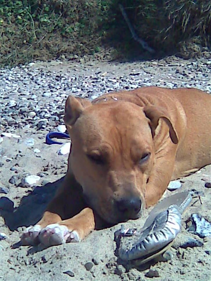 Amerikansk staffordshire terrier - .::.Chica .::. billede 10