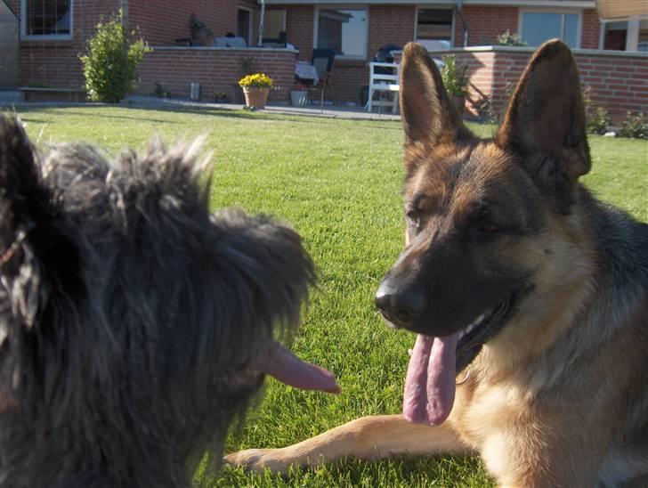 Cairn terrier Alma - Hvem har den længste tunge? billede 2
