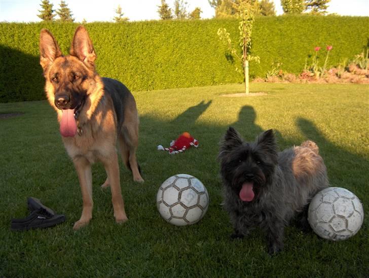 Cairn terrier Alma - Vil i ikke lege med os mere? Ö billede 3