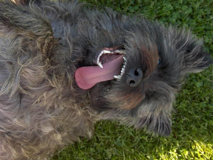 Cairn terrier Alma billede 4