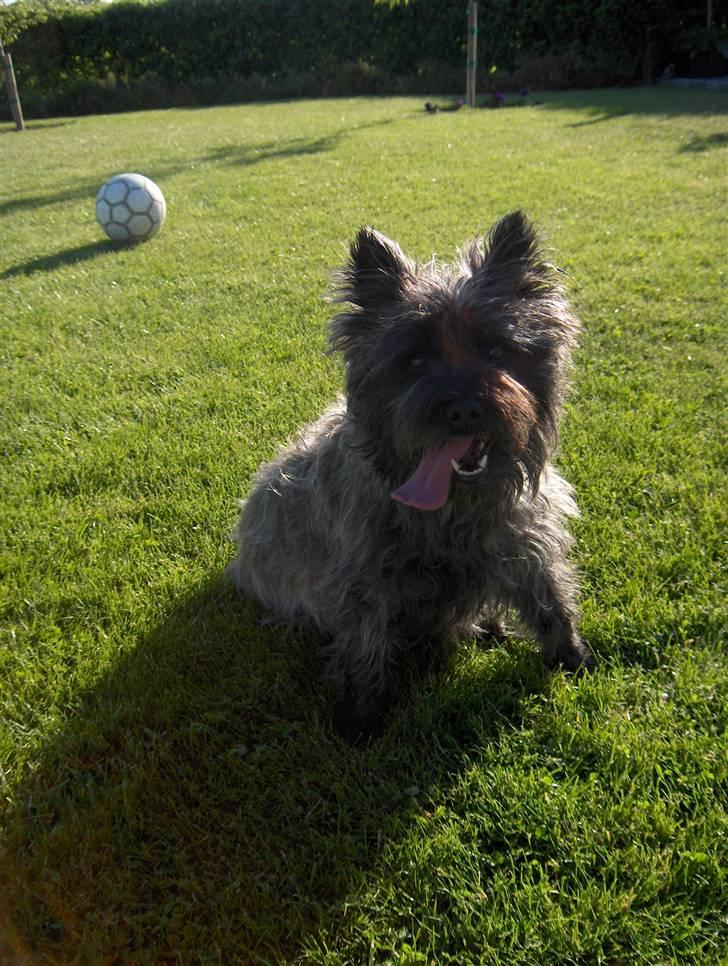 Cairn terrier Alma billede 5