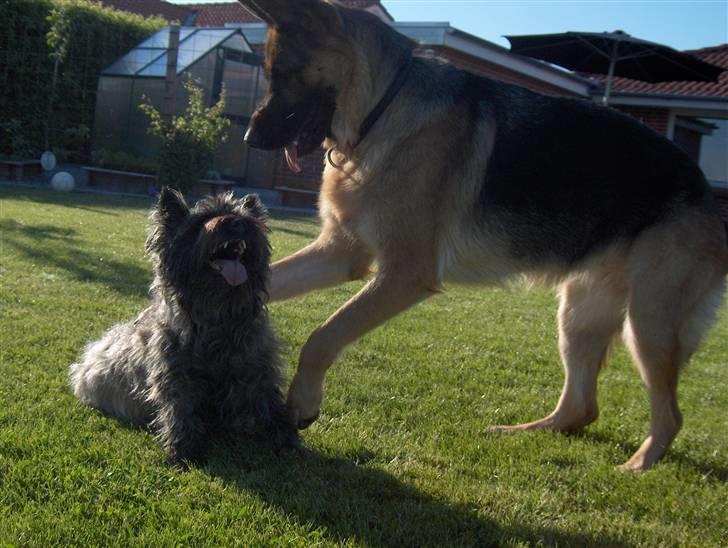 Cairn terrier Alma - Leg nu med mig Alma! billede 6