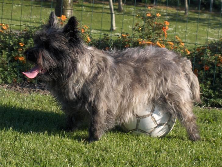 Cairn terrier Alma - Jeg elsker min bold!! billede 7