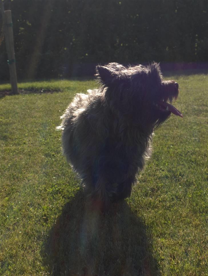 Cairn terrier Alma billede 8
