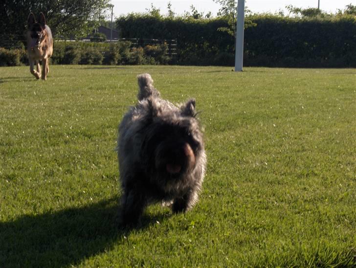 Cairn terrier Alma - Løb!!! billede 9