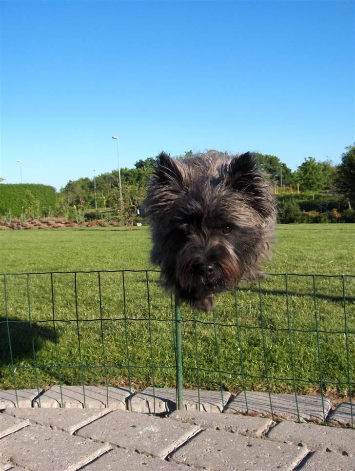 Cairn terrier Alma - Jeg kan da godt springe? (; billede 10