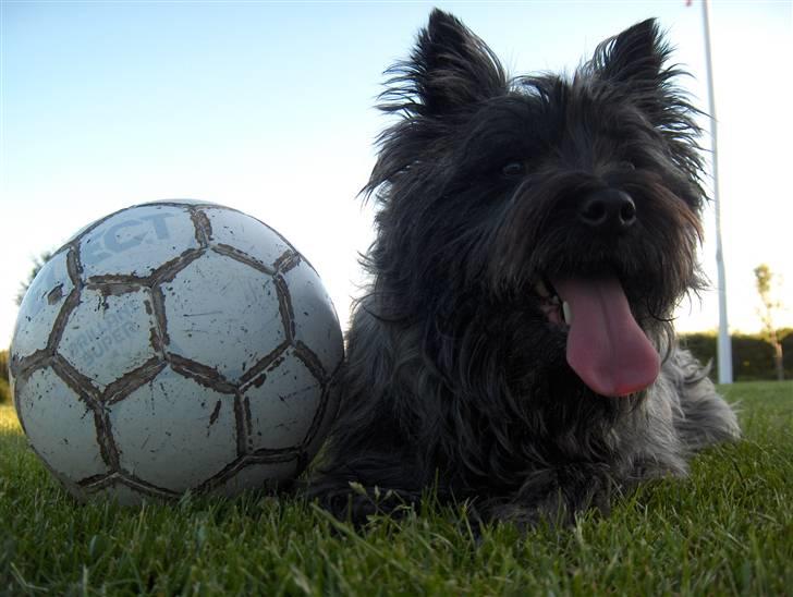 Cairn terrier Alma billede 11