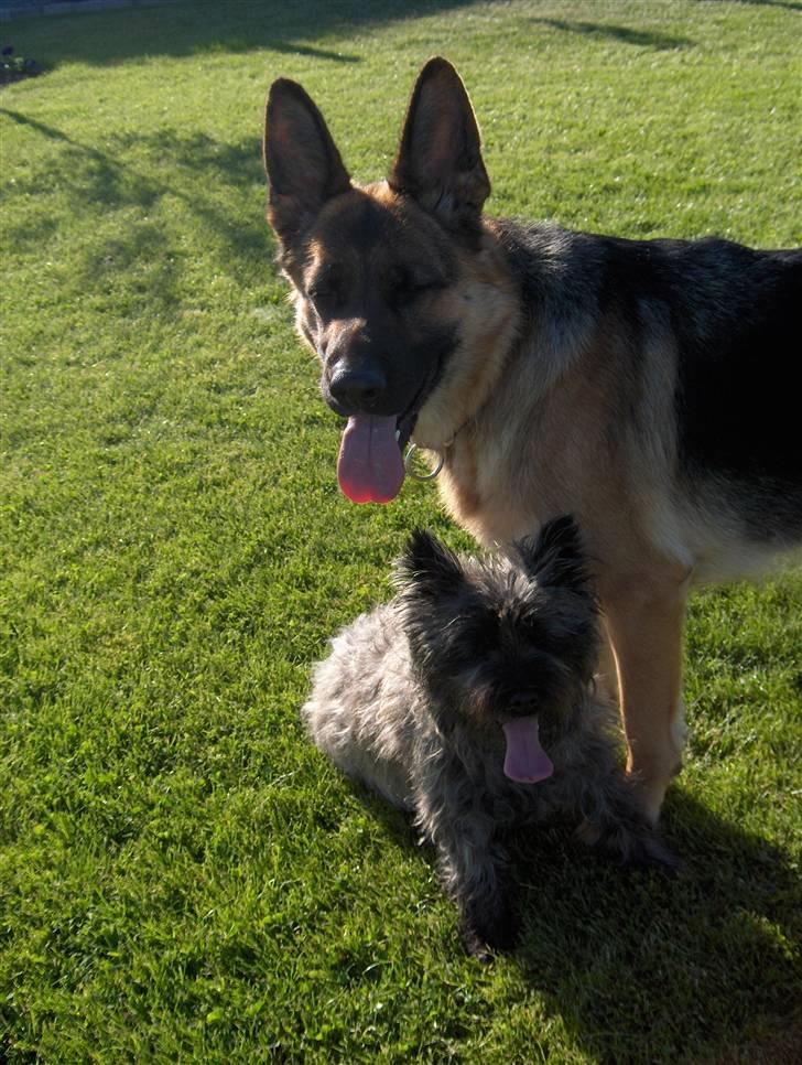 Cairn terrier Alma - hvor er i fine! billede 12