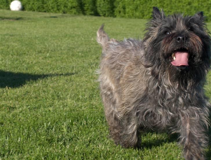 Cairn terrier Alma - Jeg kommer nu! billede 13