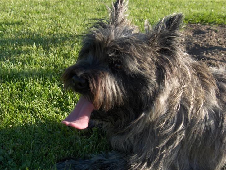 Cairn terrier Alma billede 14
