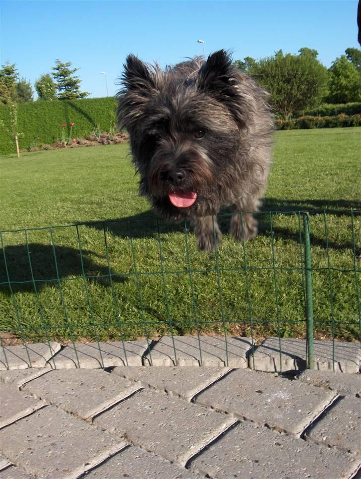 Cairn terrier Alma billede 15