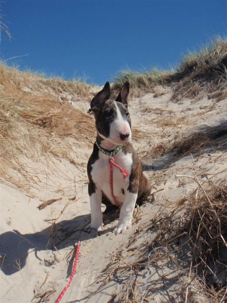 Bullterrier Hemingway  billede 3