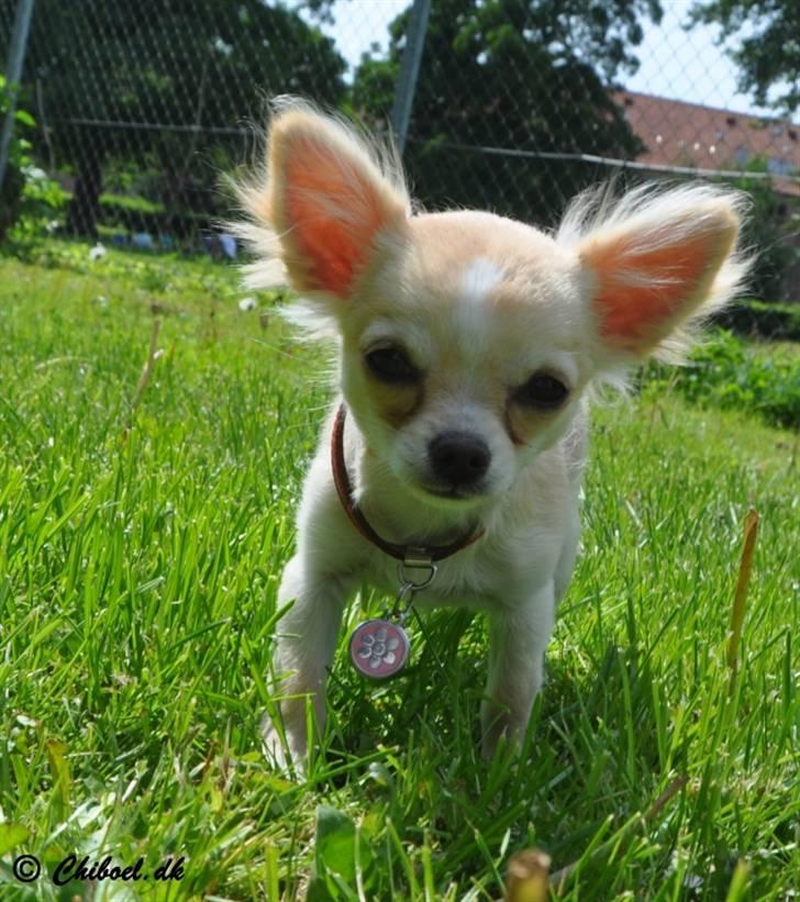 Chihuahua Emma DKCH - 17 uger billede 15