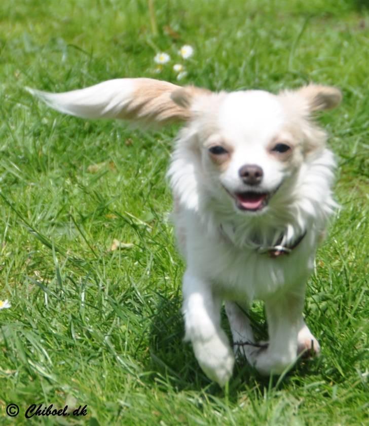 Chihuahua Diva Aka Pølsen - 7 mdr billede 18