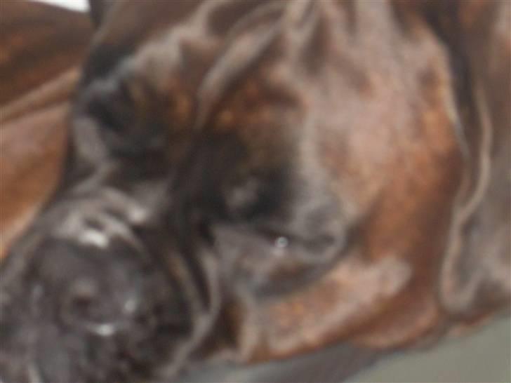 Boxer lovis  - ja så sover man igen billede 6