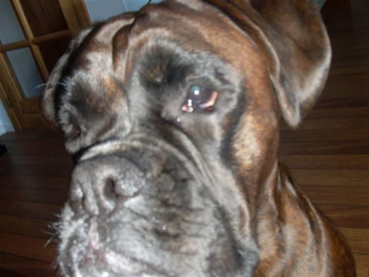 Boxer lovis  - altså alle de nærbilleder,, men jeg er jo også såå skøn billede 7