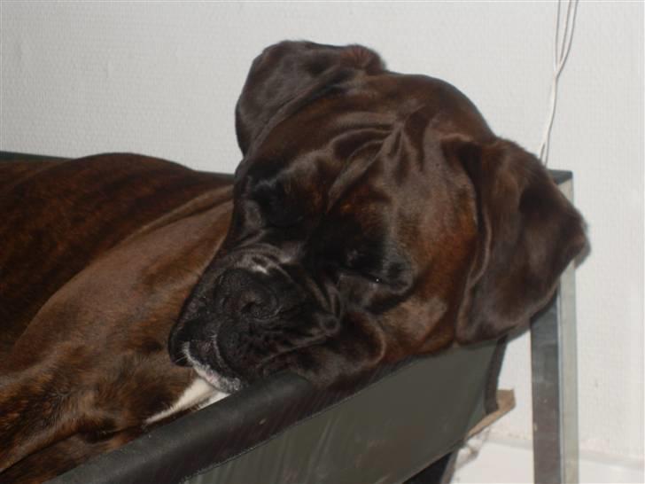 Boxer lovis  - ssåå hviler jeg lige igen inden næste løbe tur billede 9