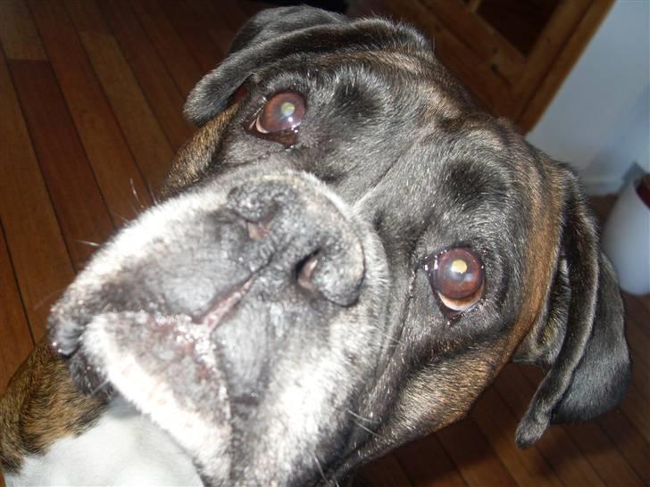 Boxer lovis  - grå hår ingen hindring stadig lige dejlig dame,,, billede 10