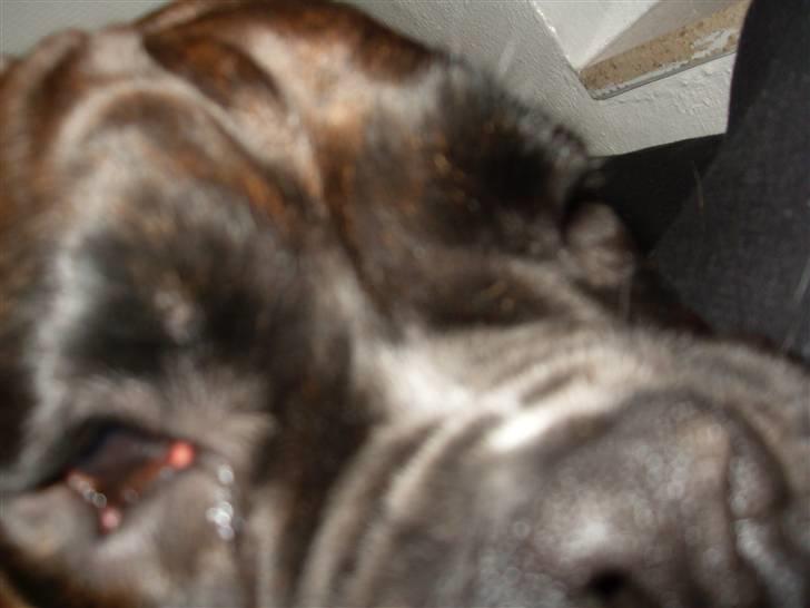 Boxer lovis  - hey jeg kan lige mase mig ind her,,, billede 11