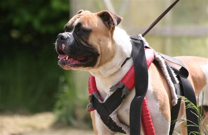 Amerikansk bulldog CadillacBulls " Tank " billede 19