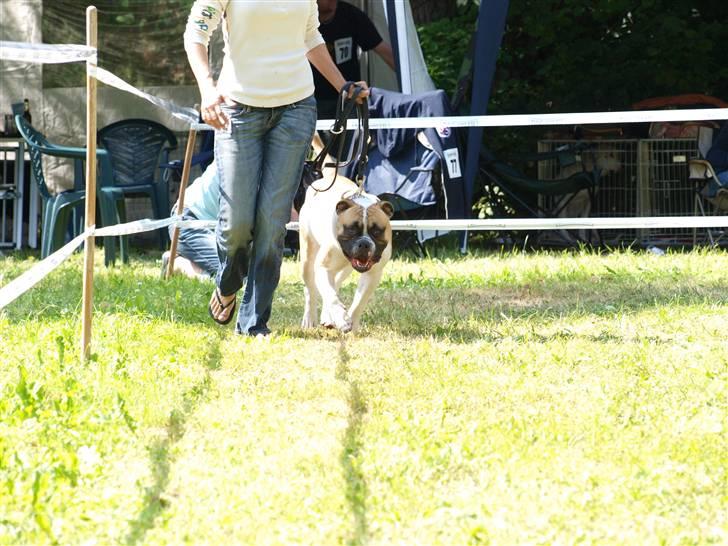 Amerikansk bulldog CadillacBulls " Tank " billede 20