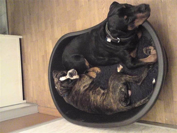 Boxer mickey billede 9