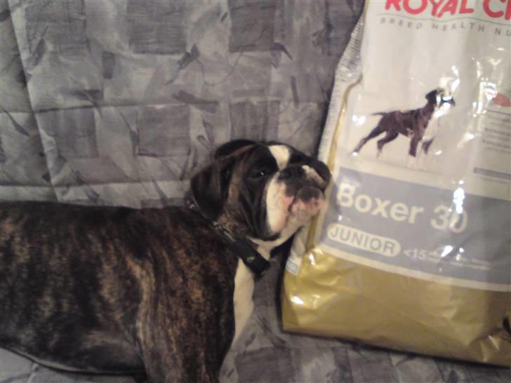Boxer mickey billede 10