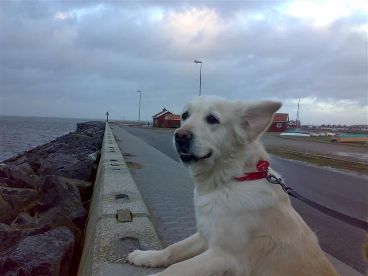 Golden retriever Mille R.I.P <3 billede 1