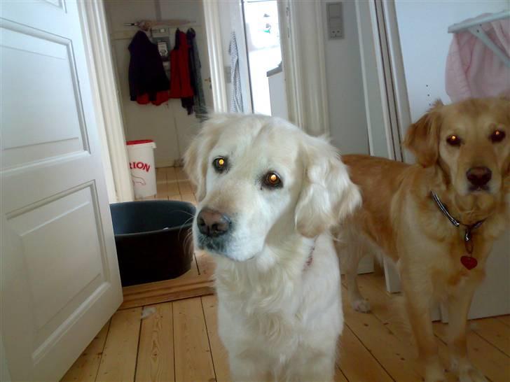 Golden retriever Mille R.I.P <3 billede 2