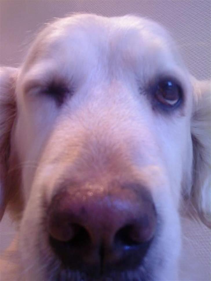 Golden retriever Mille R.I.P <3 billede 3