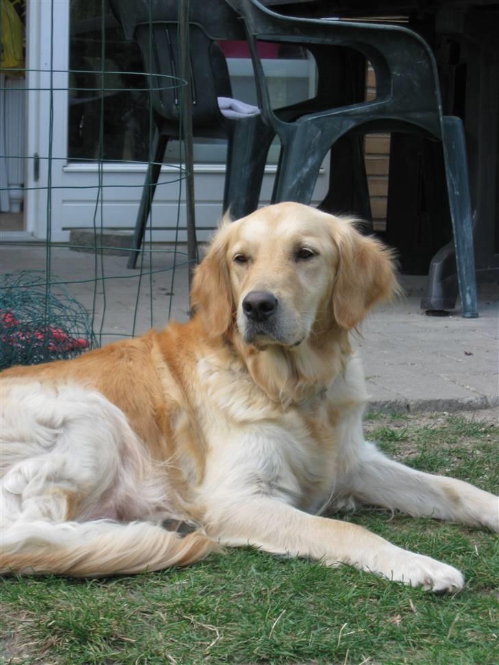 Golden retriever Amanda billede 1