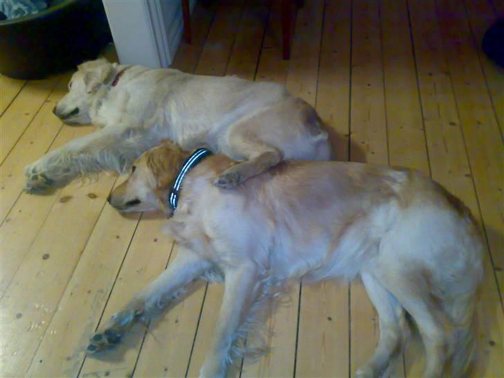 Golden retriever Amanda billede 2