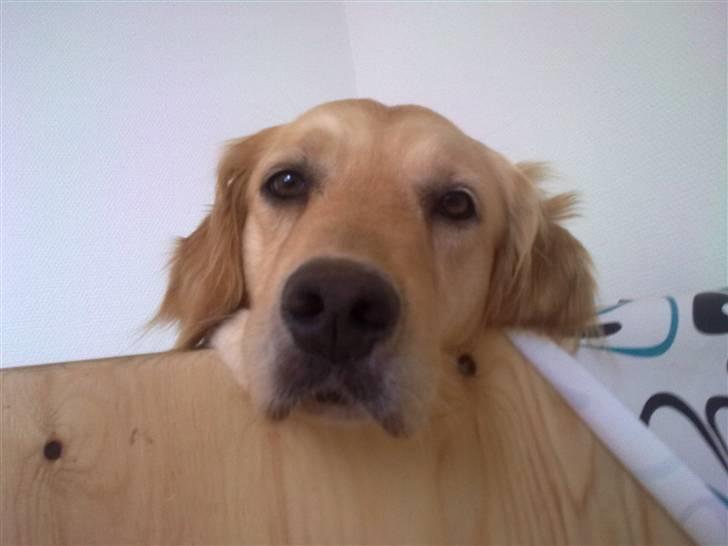 Golden retriever Amanda billede 3