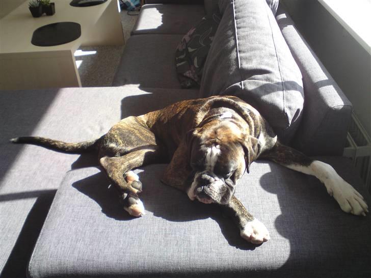 Boxer mickey billede 11