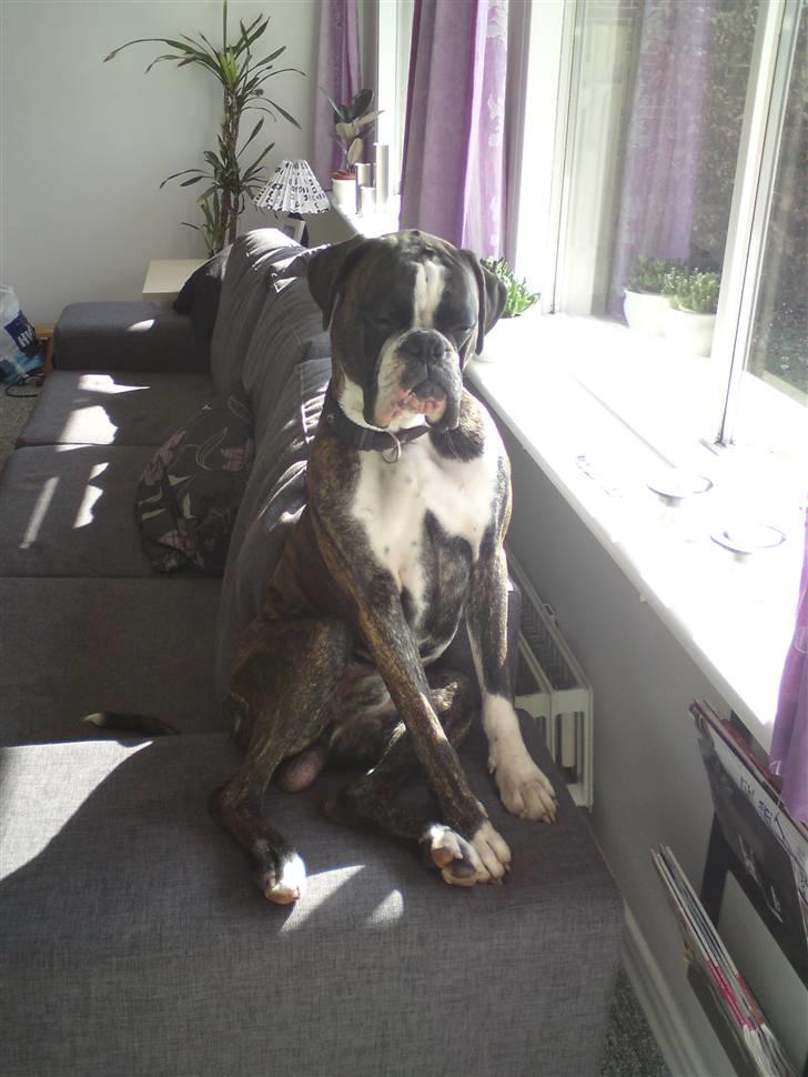 Boxer mickey billede 12