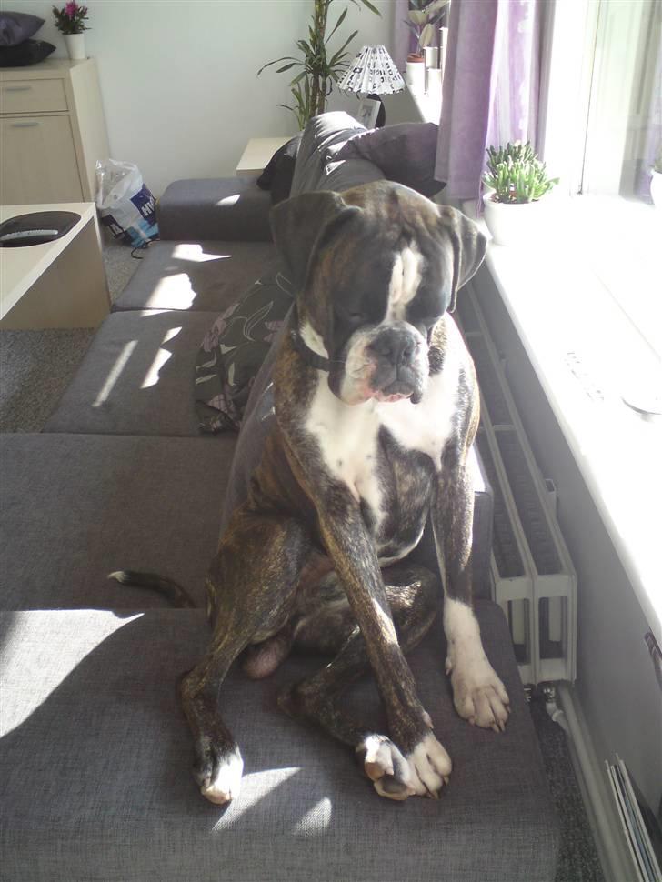 Boxer mickey billede 13