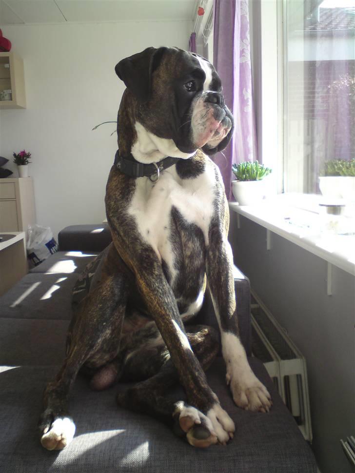 Boxer mickey billede 14