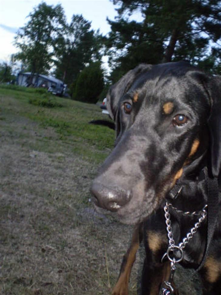 Blanding af racer Tarzan *R.I.P* :'( ! billede 1