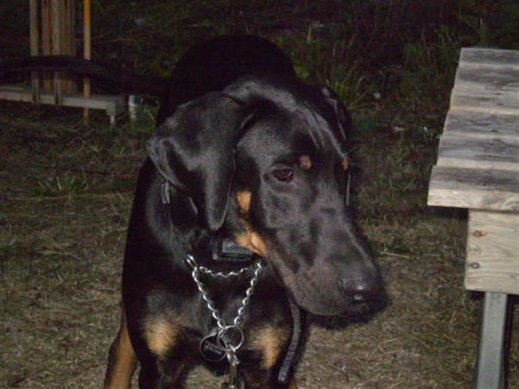 Blanding af racer Tarzan *R.I.P* :'( ! billede 2