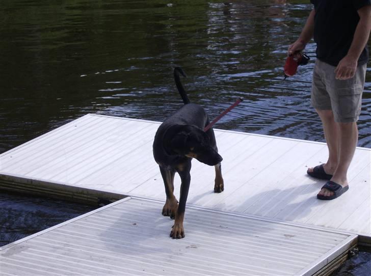 Blanding af racer Tarzan *R.I.P* :'( ! billede 3