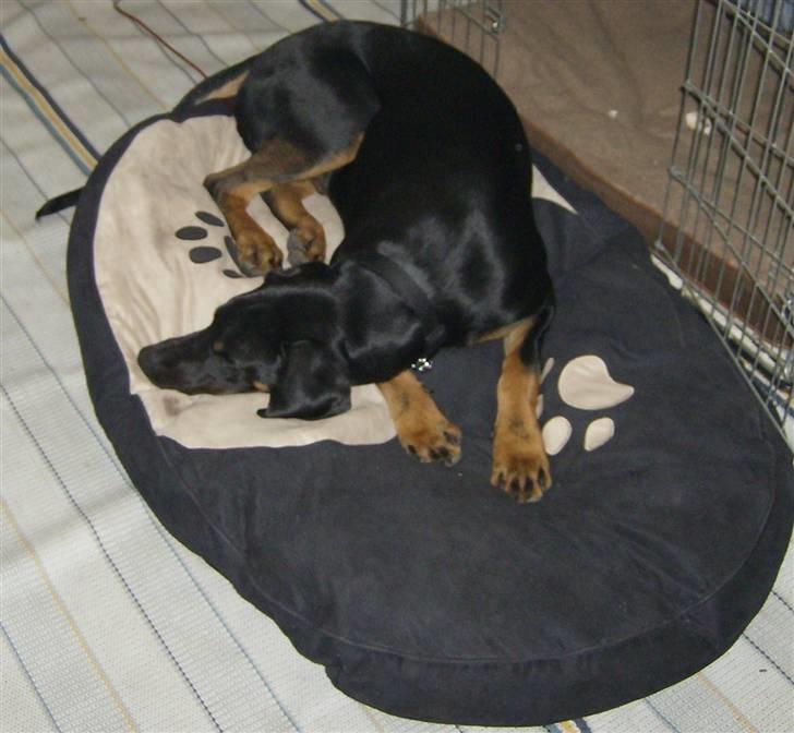 Blanding af racer Tarzan *R.I.P* :'( ! billede 4