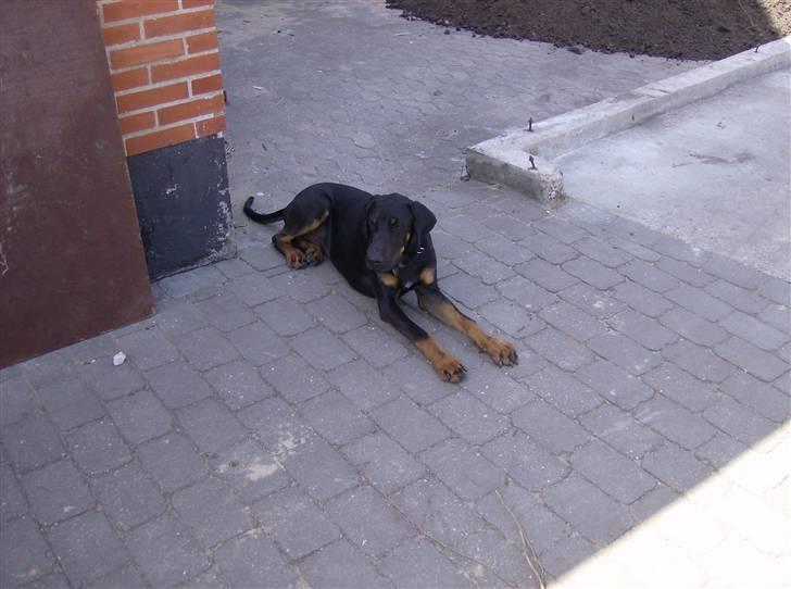 Blanding af racer Tarzan *R.I.P* :'( ! billede 5