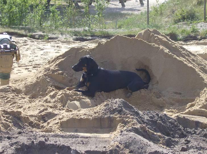 Blanding af racer Tarzan *R.I.P* :'( ! billede 6