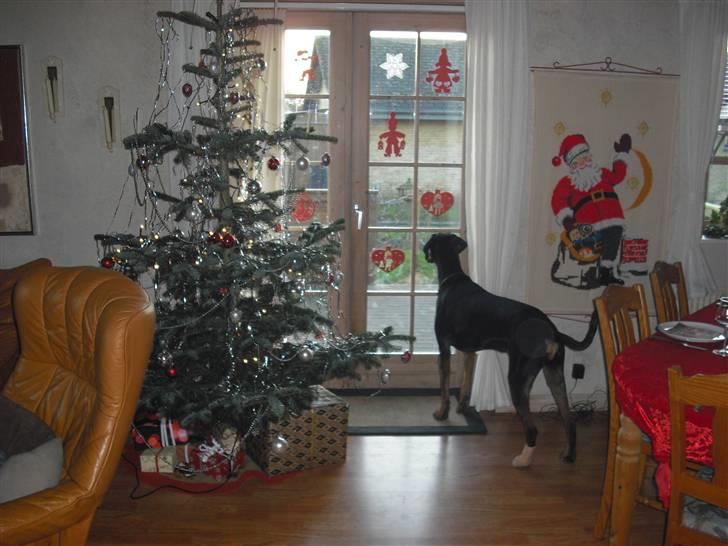 Blanding af racer Tarzan *R.I.P* :'( ! billede 7