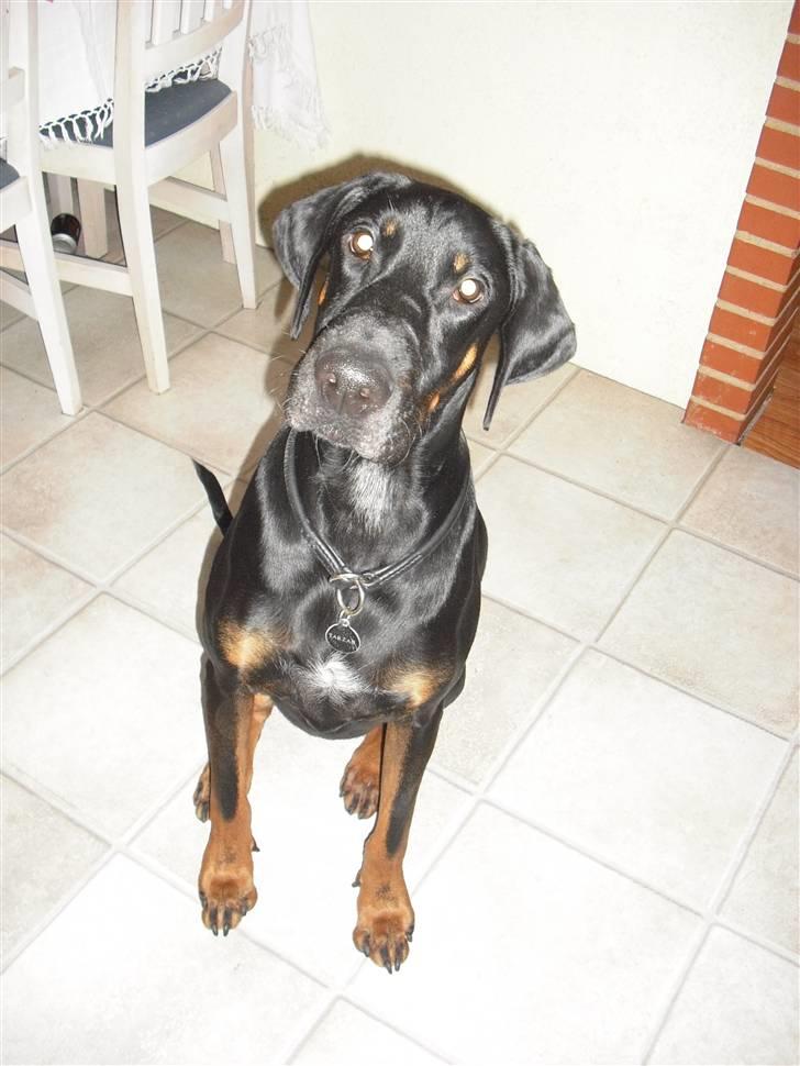 Blanding af racer Tarzan *R.I.P* :'( ! billede 8