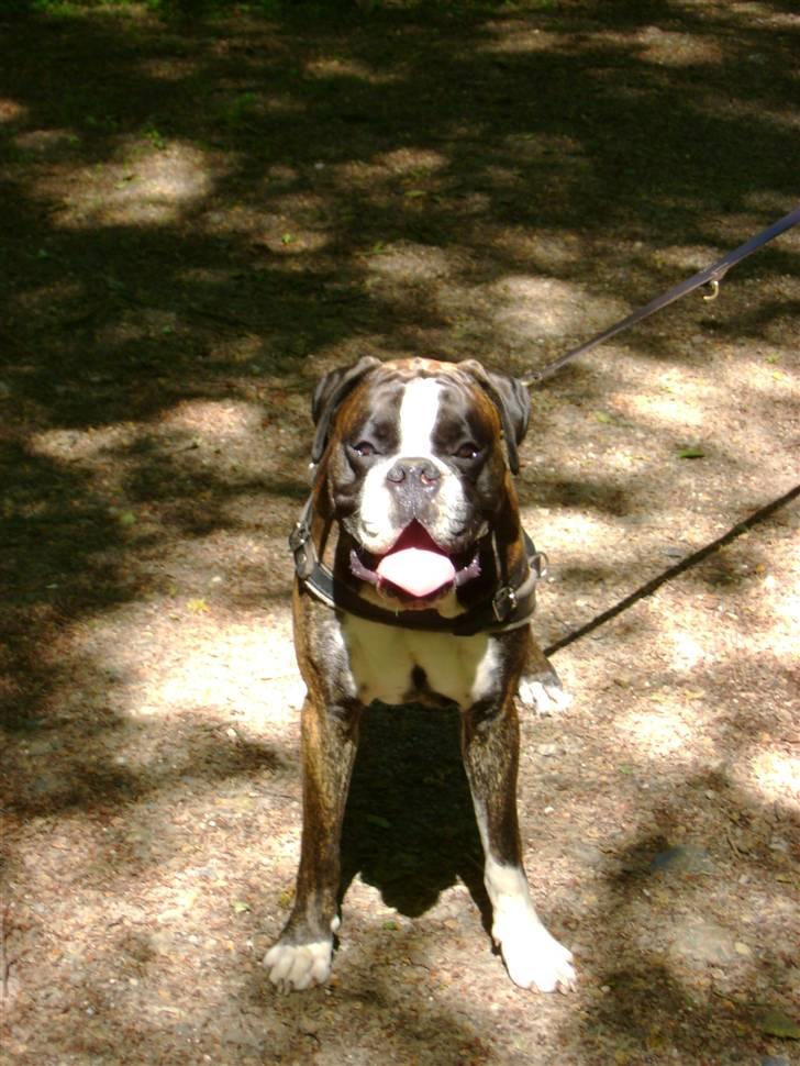 Boxer mickey billede 15