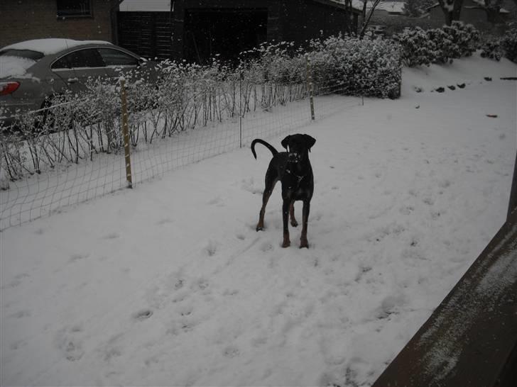 Blanding af racer Tarzan *R.I.P* :'( ! billede 9