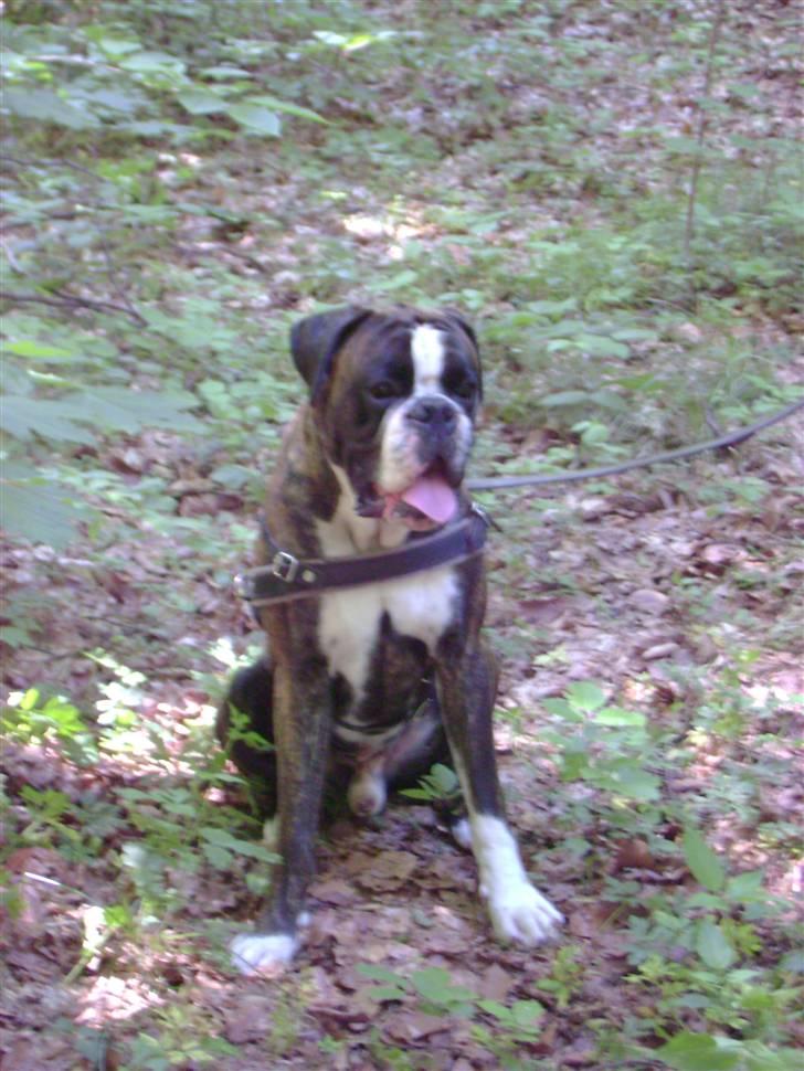 Boxer mickey billede 16