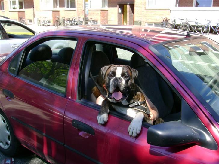 Boxer mickey billede 17